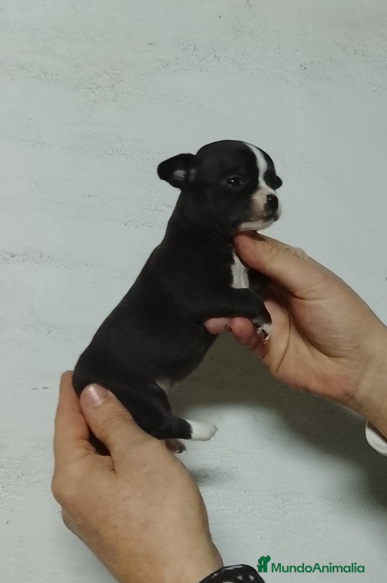 Chihuahua perros Chihuahua  - Anuncio 7