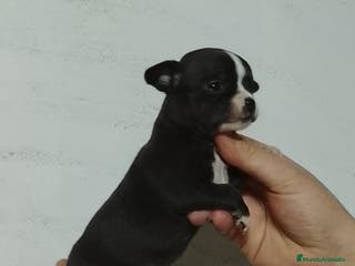 Chihuahua perros Chihuahua - Anuncio 18