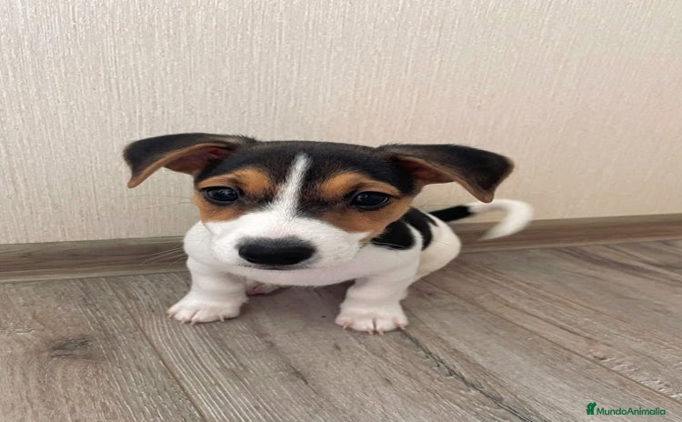 Jack Russell Terrier perros - Propaganda 1