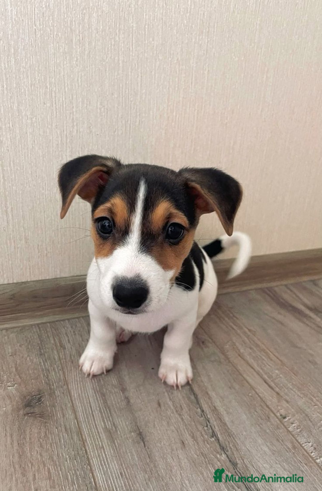 Jack Russell Terrier perros en venta: JACK RUSSELL - Imagen 1