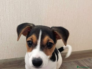 Jack Russell Terrier perros - Anuncio 4