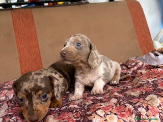 Teckel perros Teckels miniaturas y kaninchen - Anuncio 1