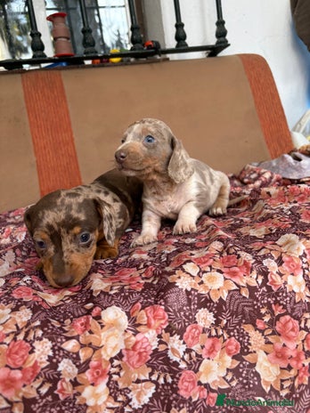 Teckel perros Teckels miniaturas y kaninchen - Anuncio 6