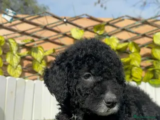 Perro de Agua Español perros PERRO DE AGUA - Anuncio 33