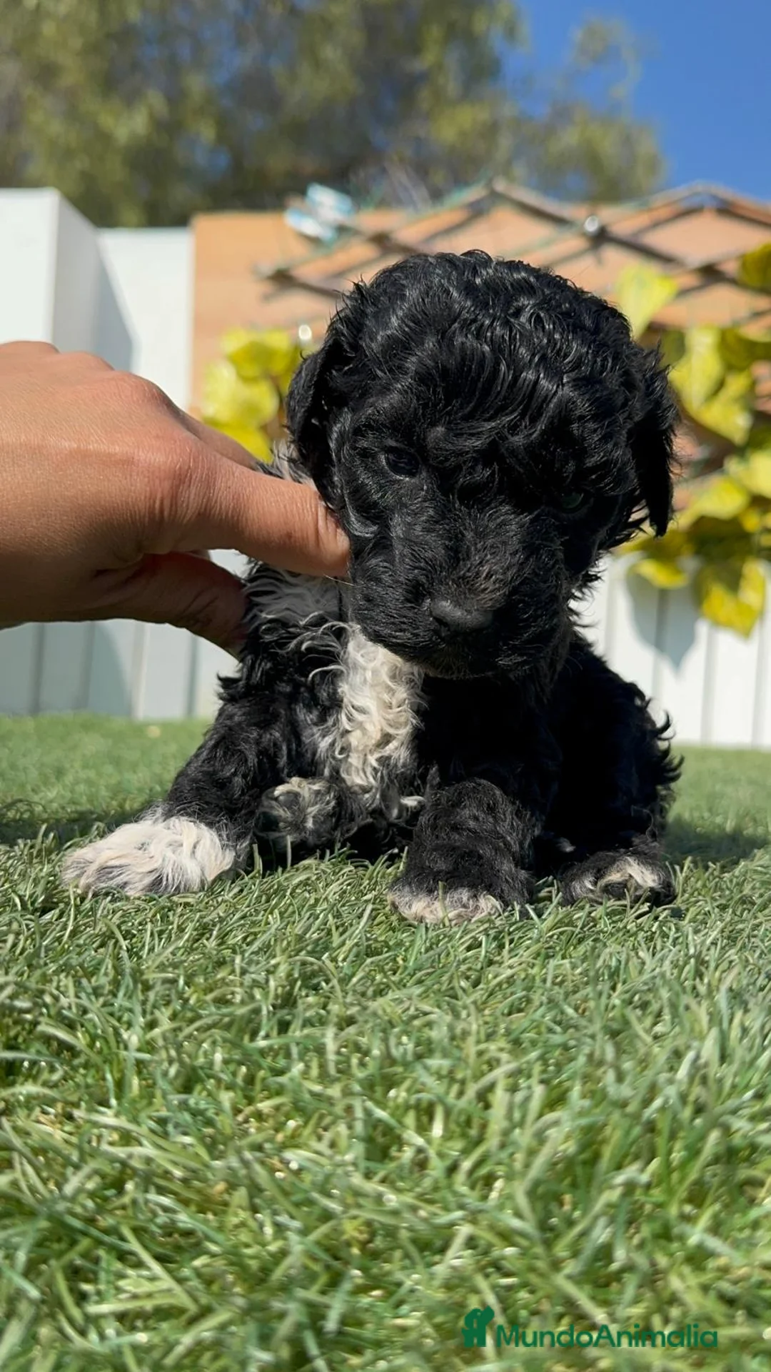 Perro de Agua Español perros en venta: PERRO DE AGUA HEMBRA - Anuncio 2