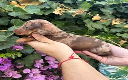 Teckel Miniatura perros en venta: teckel arlequin chocolate  - Imagen 2