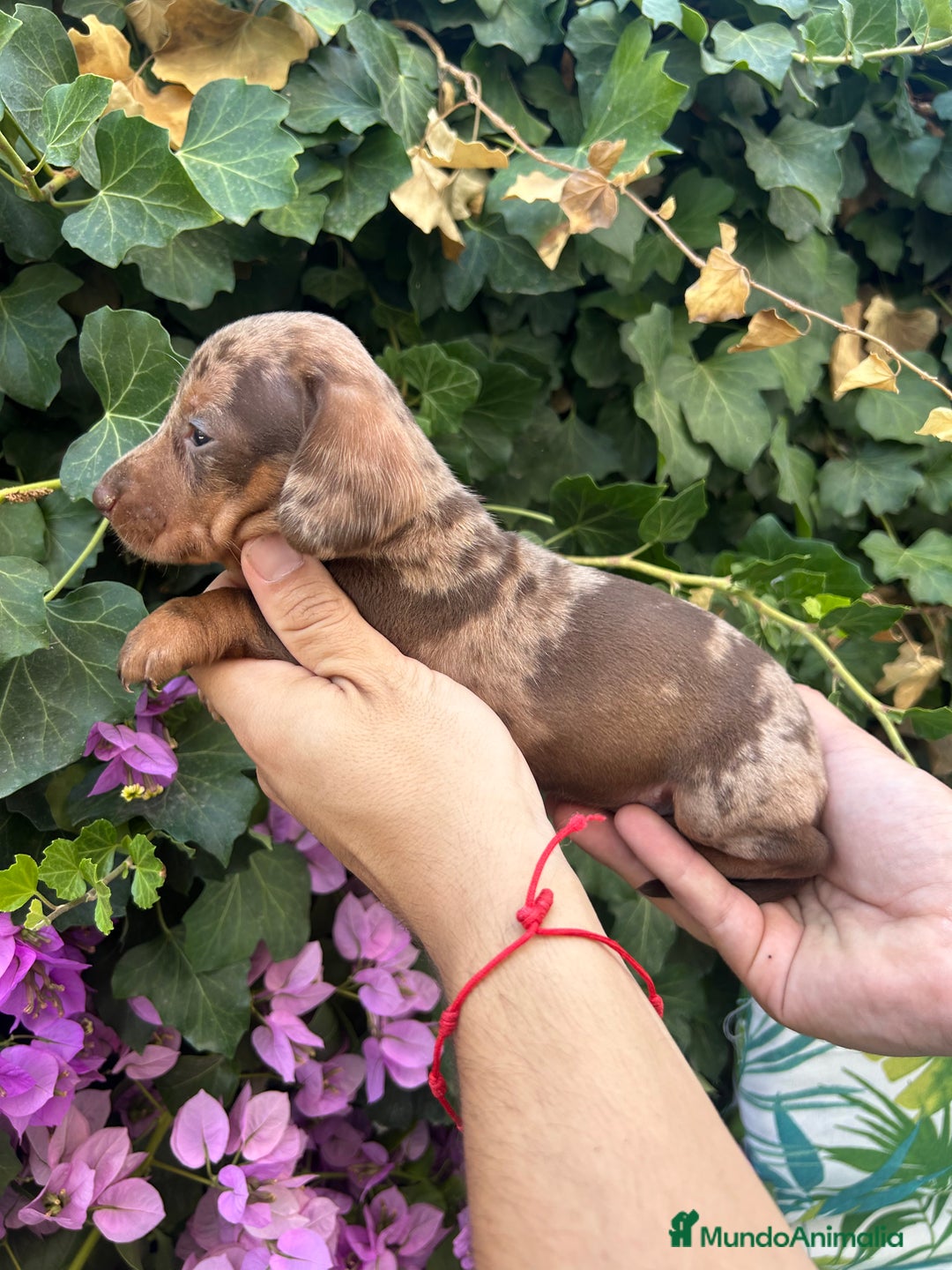 Teckel Miniatura perros en venta: teckel arlequin chocolate  - Imagen 2