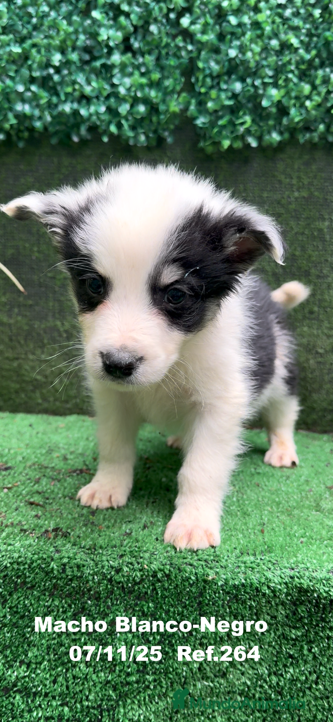 Border Collie perros en venta: Border Collie  - Anuncio 24