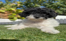 Perro de Agua Español perros en venta: PERRO DE AGUA HEMBRA - Imagen 11