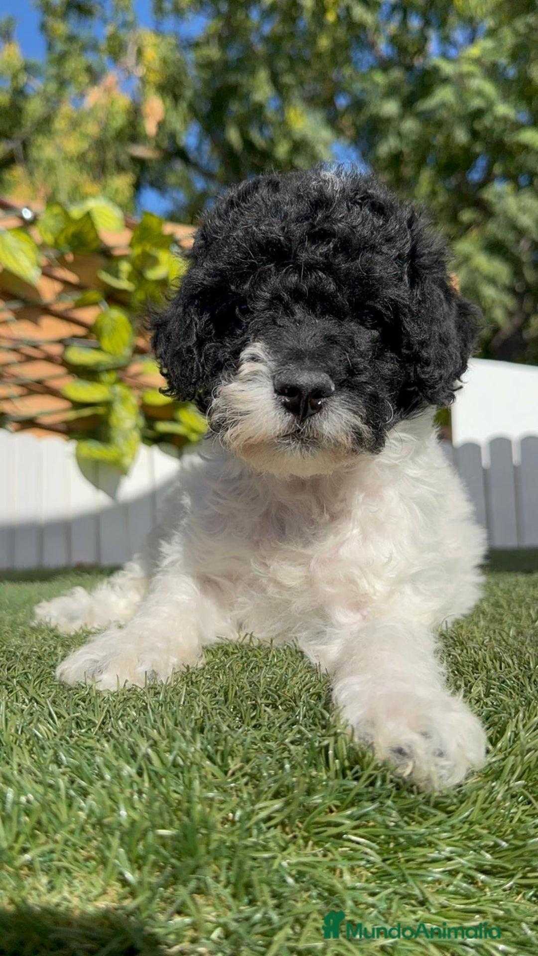Perro de Agua Español perros en venta: PERRO DE AGUA HEMBRA - Imagen 11
