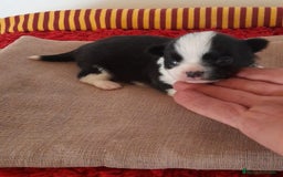 Chihuahua perros en venta: Cachorros chihuahua cabeza de manzana - Imagen 2