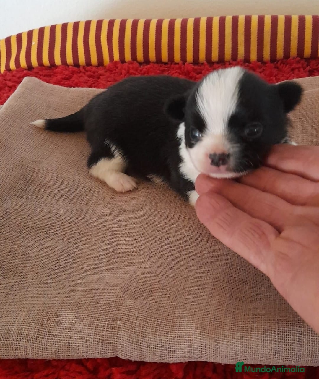 Chihuahua perros en venta: Cachorros chihuahua cabeza de manzana - Imagen 2