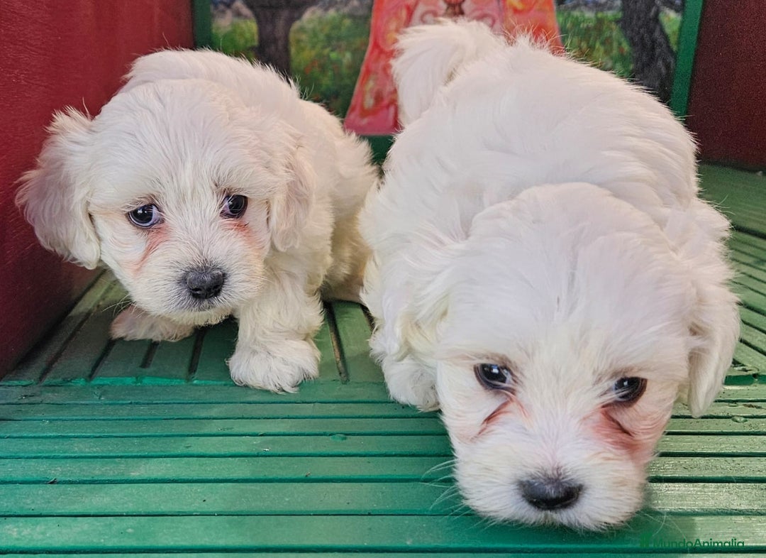 Bichón Maltés perros en venta: Cachorros  bichon maltés  - Imagen 2