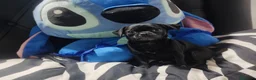 Chihuahua perros en venta: Disponible chihuahua toy  - Anuncio 3