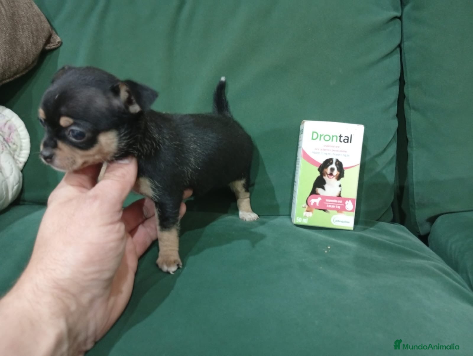 Chihuahua perros Chihuhua hembra - Anuncio 1