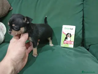 Chihuahua perros Chihuhua hembra - Anuncio 1