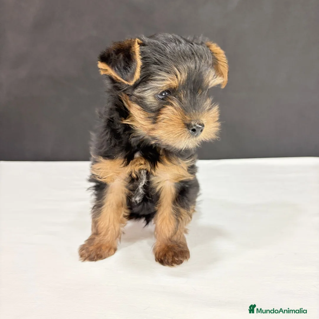 Yorkshire Terrier perros en venta: Yorkshire terrier toy  - Anuncio 14