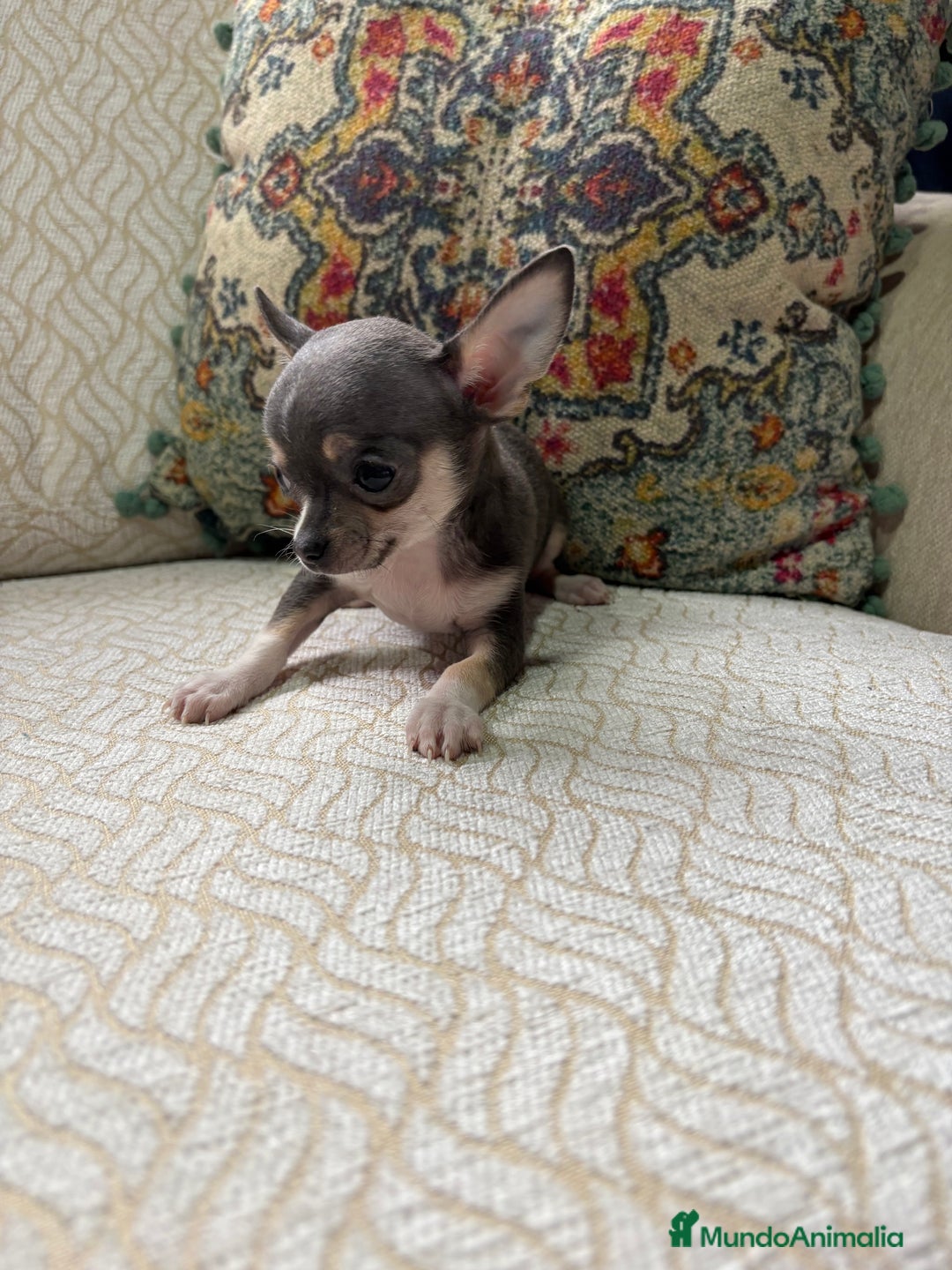 Chihuahua perros en venta: Chihuahua mini Toy hembra blue tri - Anuncio 10