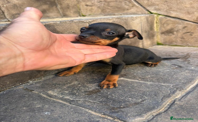 Pinscher Miniatura perros Pinscher miniatura  - Anuncio 2