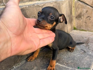 Pinscher Miniatura perros Pinscher miniatura - Anuncio 2
