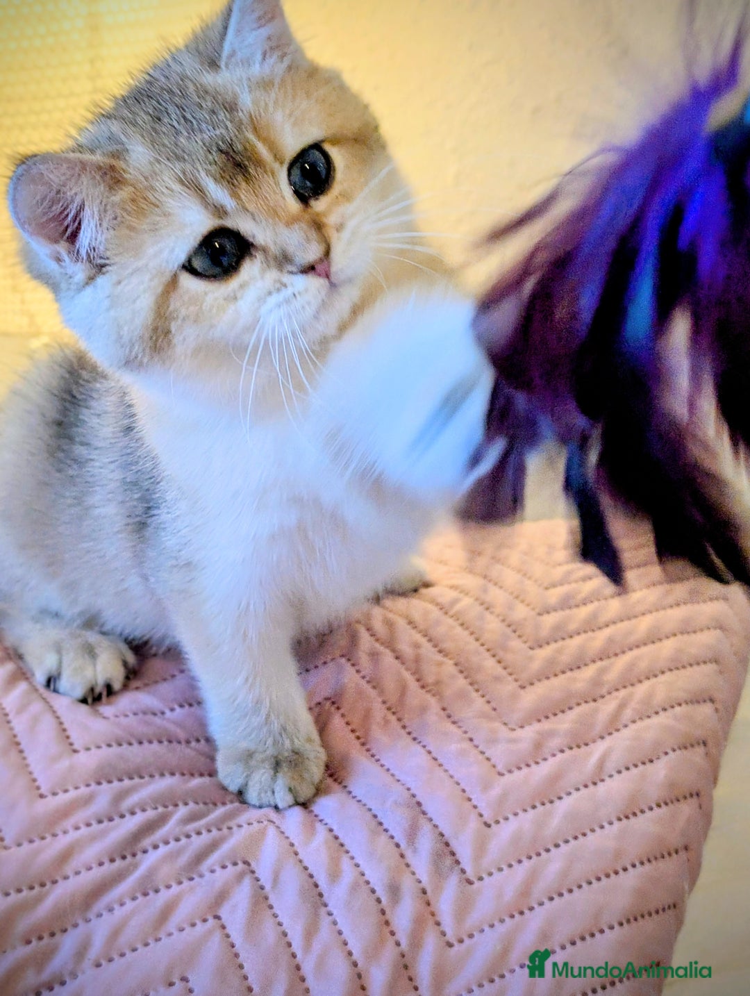 Británico de Pelo Corto gatos en venta: Preciosa niña british golden - Anuncio 2