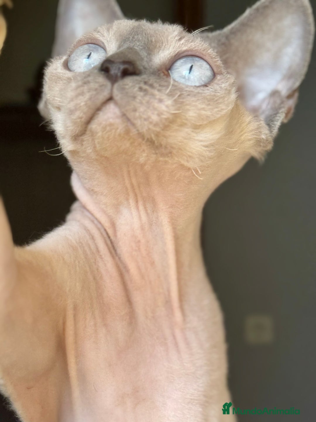 Devon Rex gatos en venta: Devon rex - Imagen 6