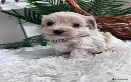 Maltipoo perros en venta: MALTIPOO MACHO - Anuncio 18