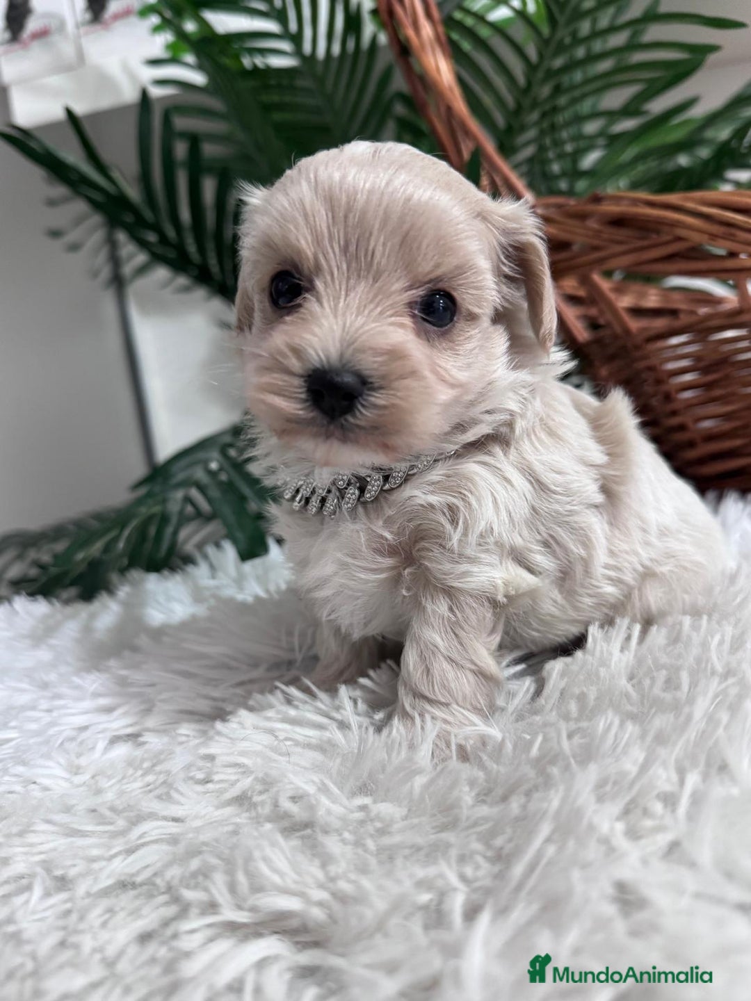 Maltipoo perros en venta: MALTIPOO MACHO - Anuncio 18