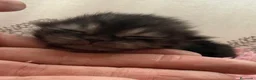 Persa gatos en venta: Persa en Valencia - Anuncio 2