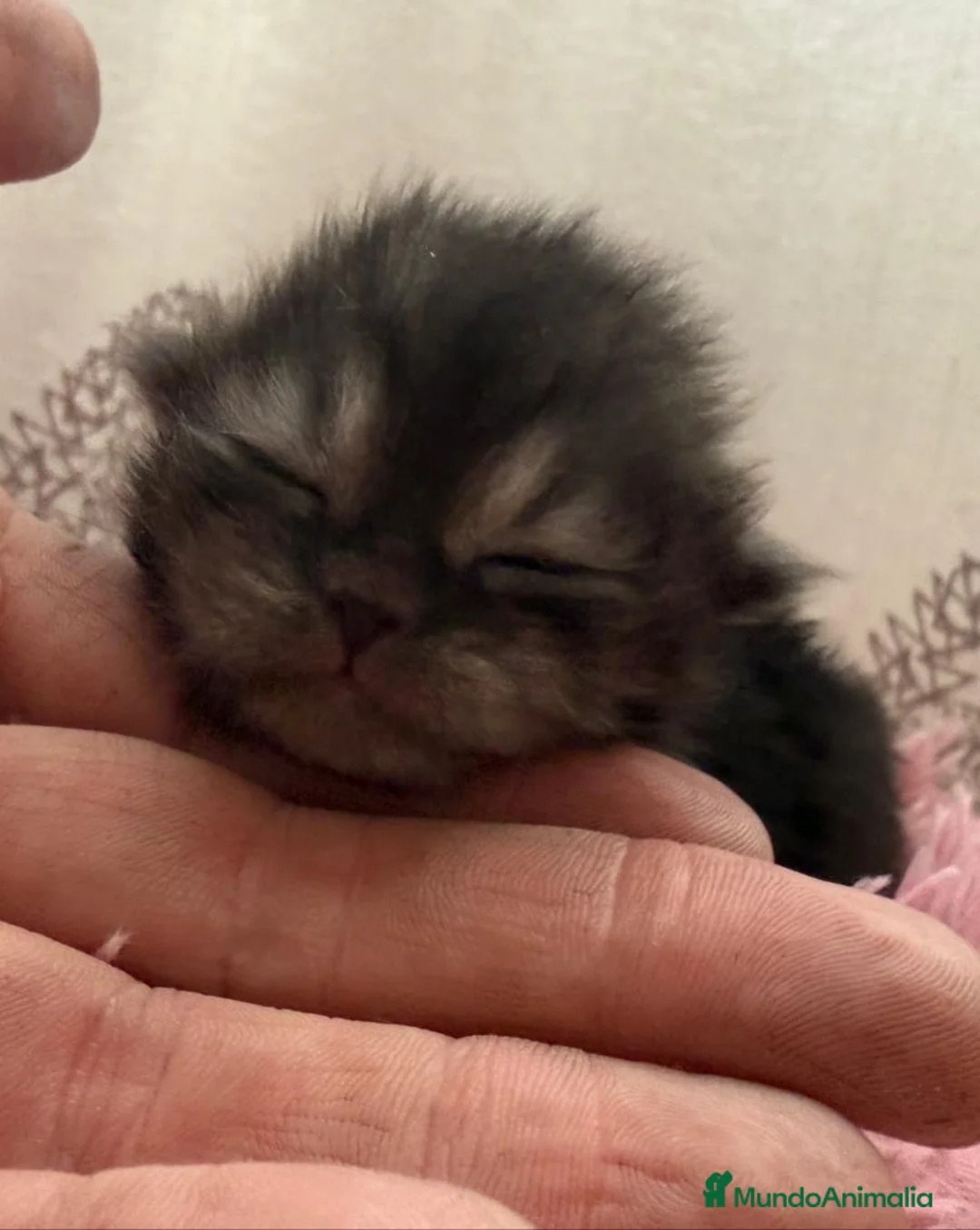 Persa gatos en venta: Persa en Valencia - Anuncio 2
