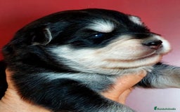 Pomsky perros en venta: Cachorros pomsky o mini husky - Imagen 3