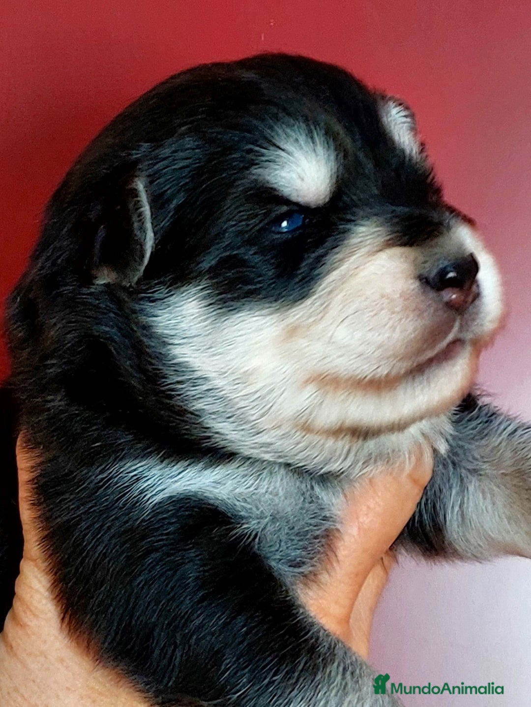 Pomsky perros en venta: Cachorros pomsky o mini husky - Imagen 3