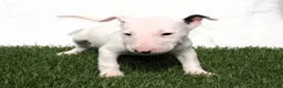 Bull Terrier perros en venta: Bull Terrier  - Anuncio 4