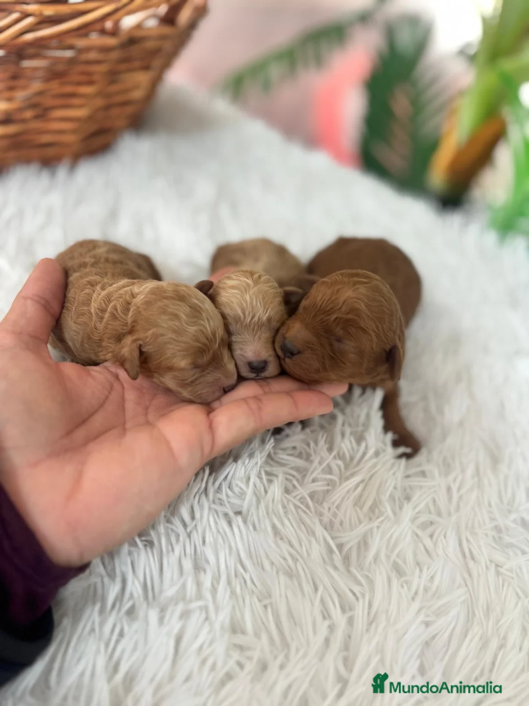 Caniche Toy perros en venta: CANICHE TOY - Anuncio 1