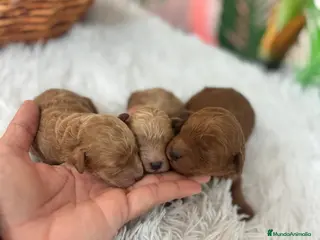 Caniche Toy perros CANICHE TOY - Anuncio 1