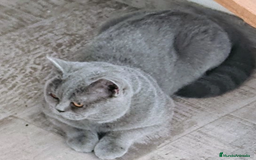 Británico de Pelo Corto Azul gatos en venta: British Shorthair ultimo cachorrito - Imagen 4