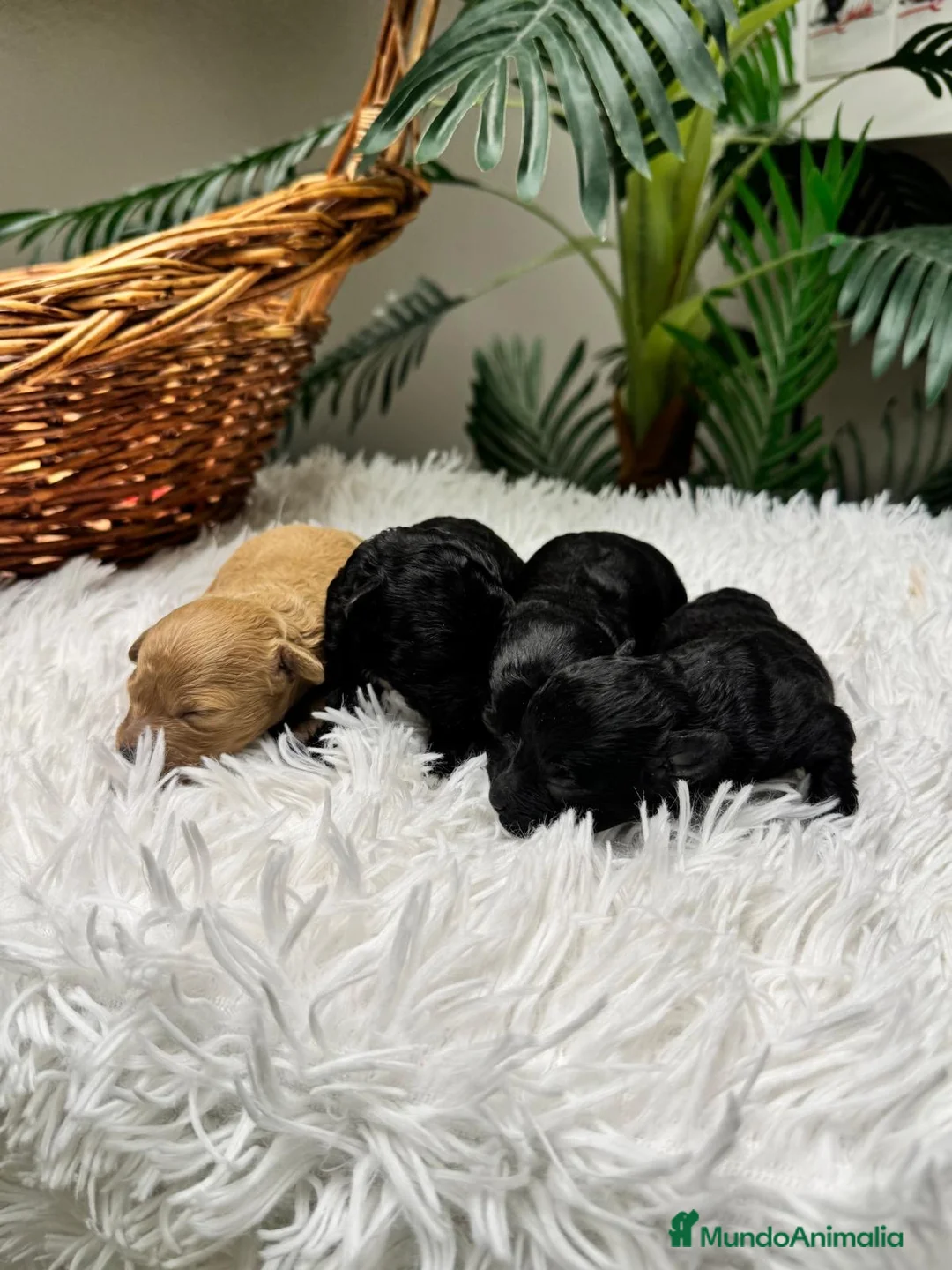Caniche Toy perros en venta: CANICHE TOY 🎀 - Anuncio 1