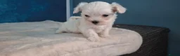 Bichón Maltés perros en venta: Bichón Maltés Cachorros Americano - Anuncio 1