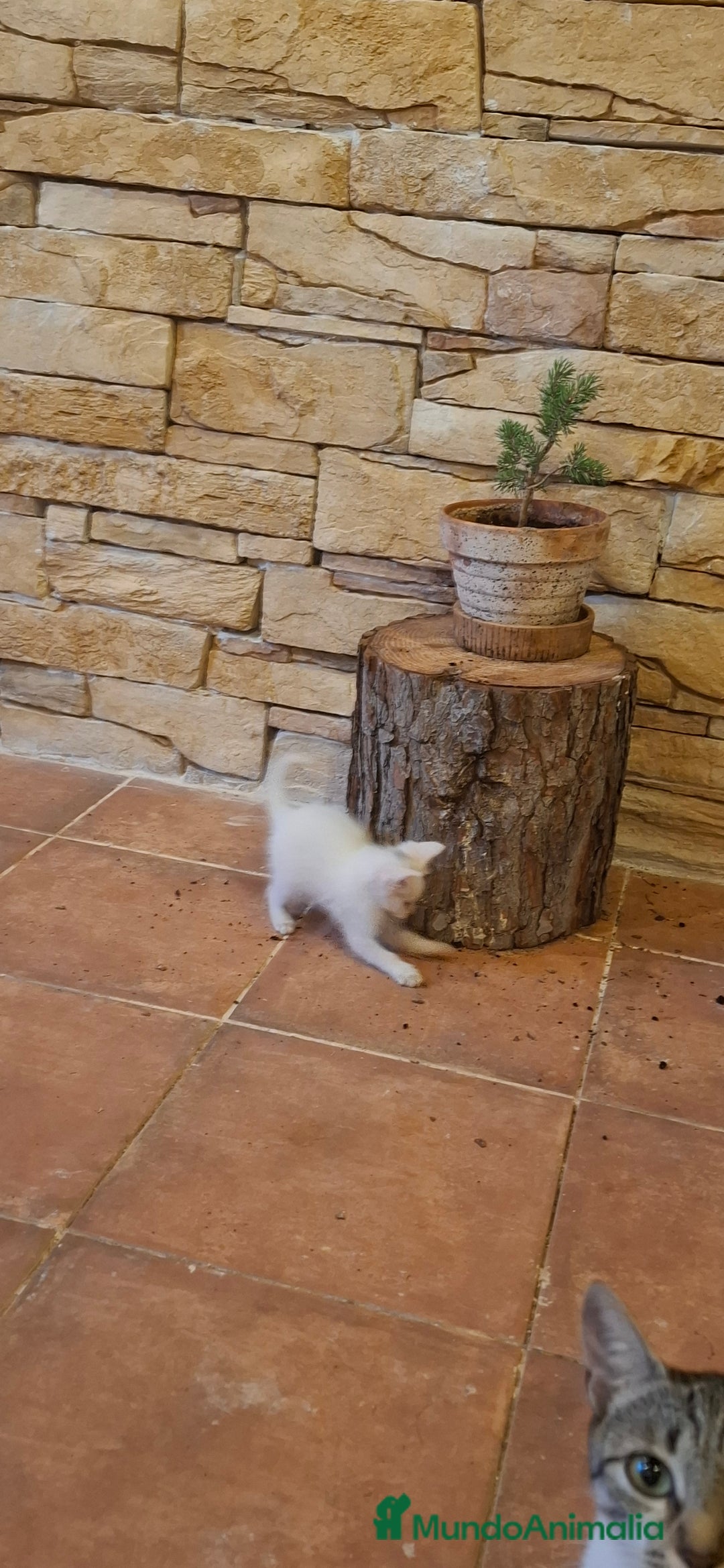 Europeo de Pelo Corto gatos en venta: Gatito blanco europeo - Imagen 3