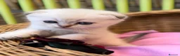 Británico de Pelo Corto gatos en venta: Gatitos británicos  - Anuncio 11