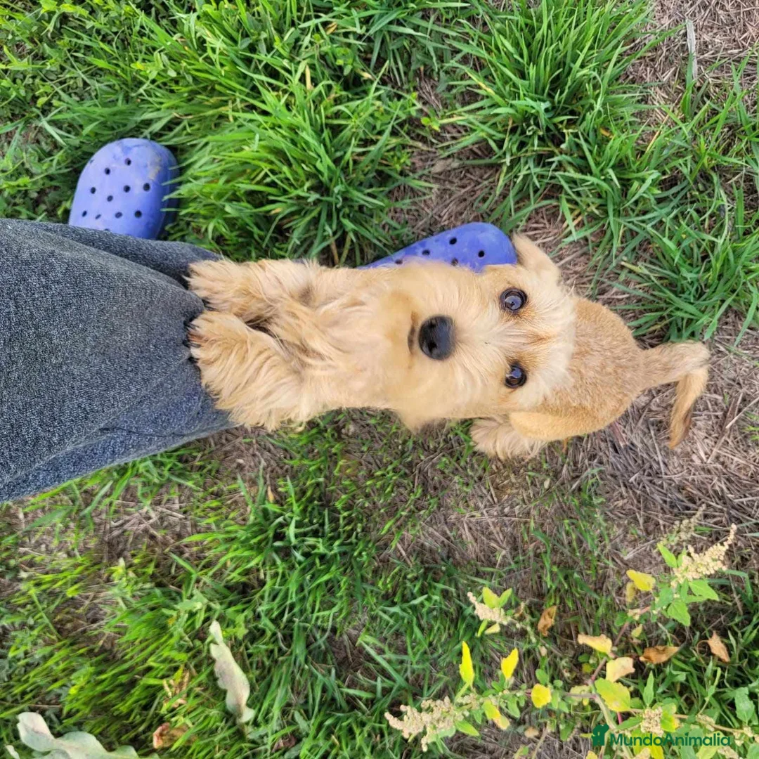 Teckel perros en venta: Teckel kaninchen hoja seca - Anuncio 2