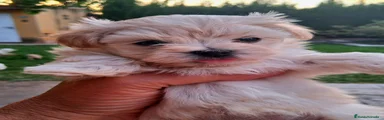 Maltipoo 4