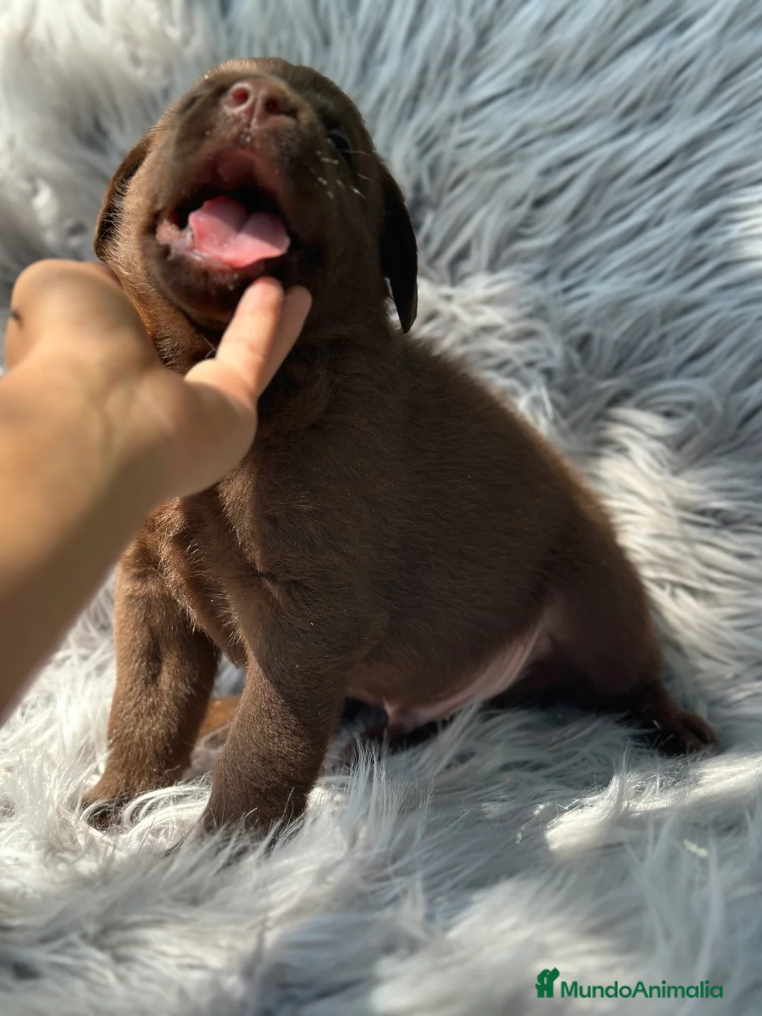 Labrador Retriever perros en venta: LABRADOR RETRIEVER CHOCOLATE - Anuncio 5