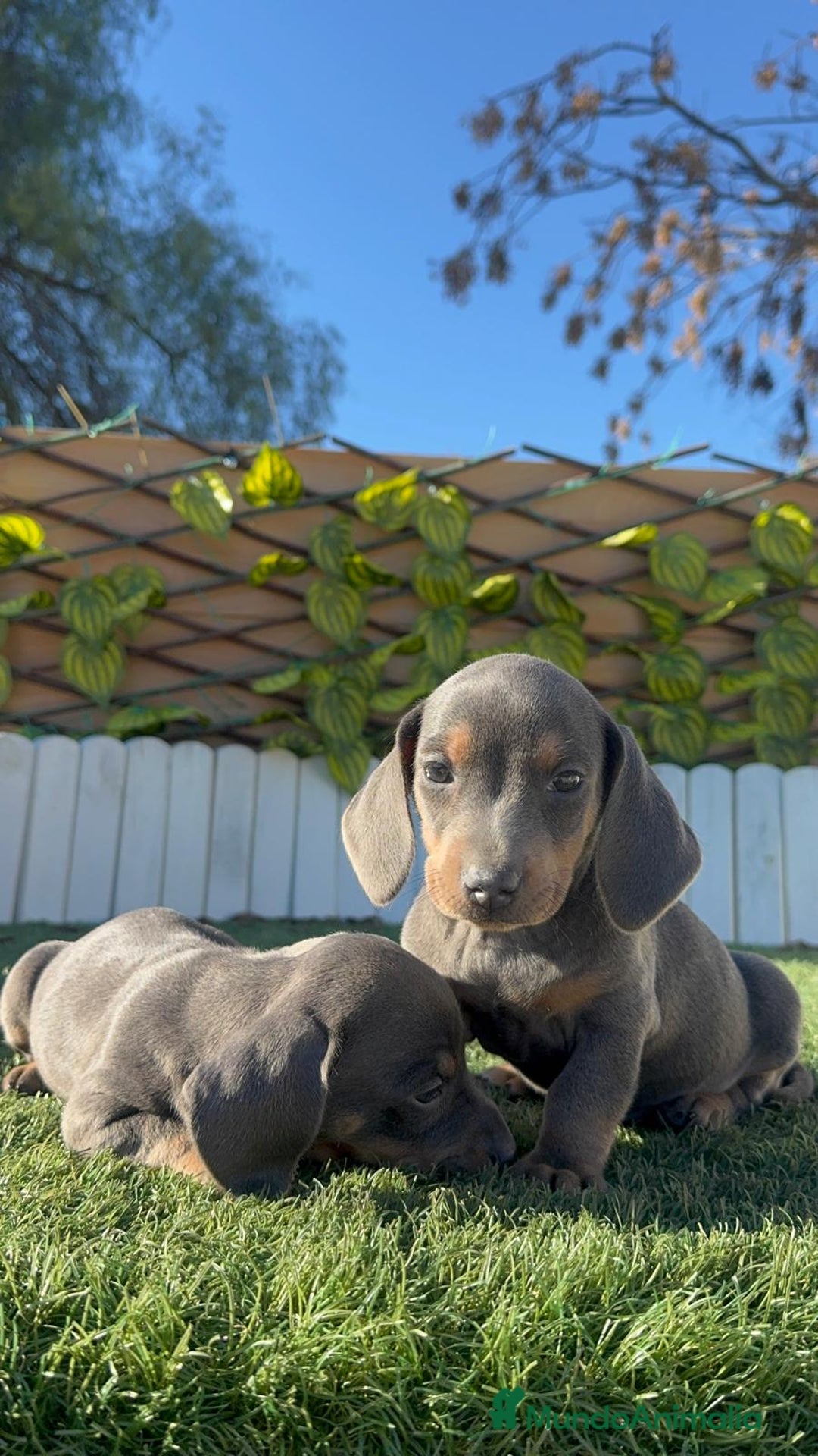 Teckel Miniatura perros en venta: TECKEL MINIATURA BLUE AND TAN - Anuncio 15