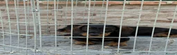Teckel Miniatura perros en venta: Cachorros teckel pelo duro  - Anuncio 1