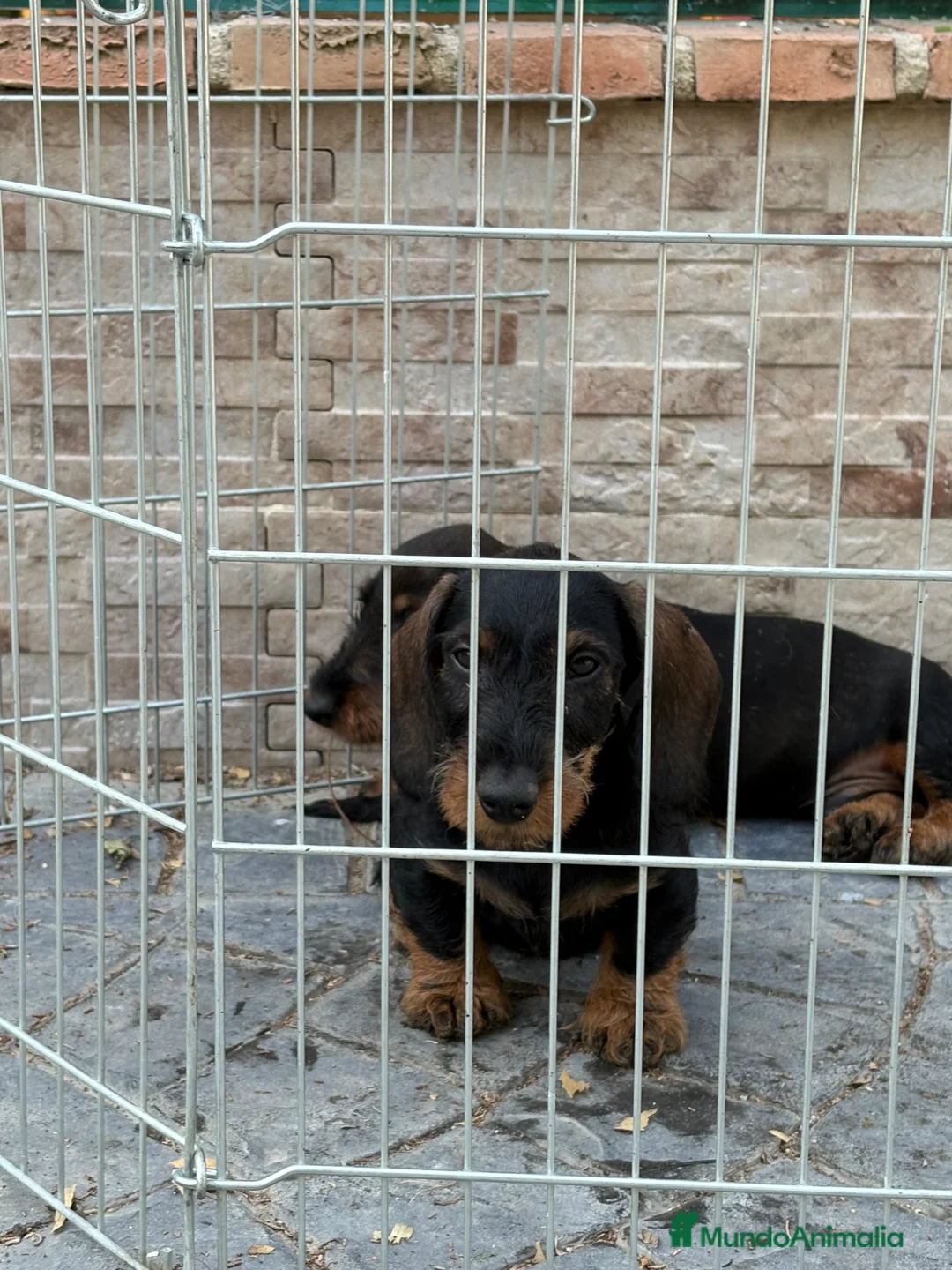 Teckel Miniatura perros en venta: Cachorros teckel pelo duro  - Anuncio 1
