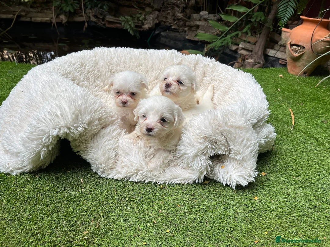 Bichón Maltés perros en venta: BICHÓN MALTES MACHO EXCLUSIVO  - Anuncio 2