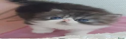 Himalayo gatos en venta: GATOS PERSAS HIMALAYOS  en Murcia - Anuncio 1