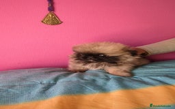 Pekinés perros en venta: Pekines imperial  - Imagen 4