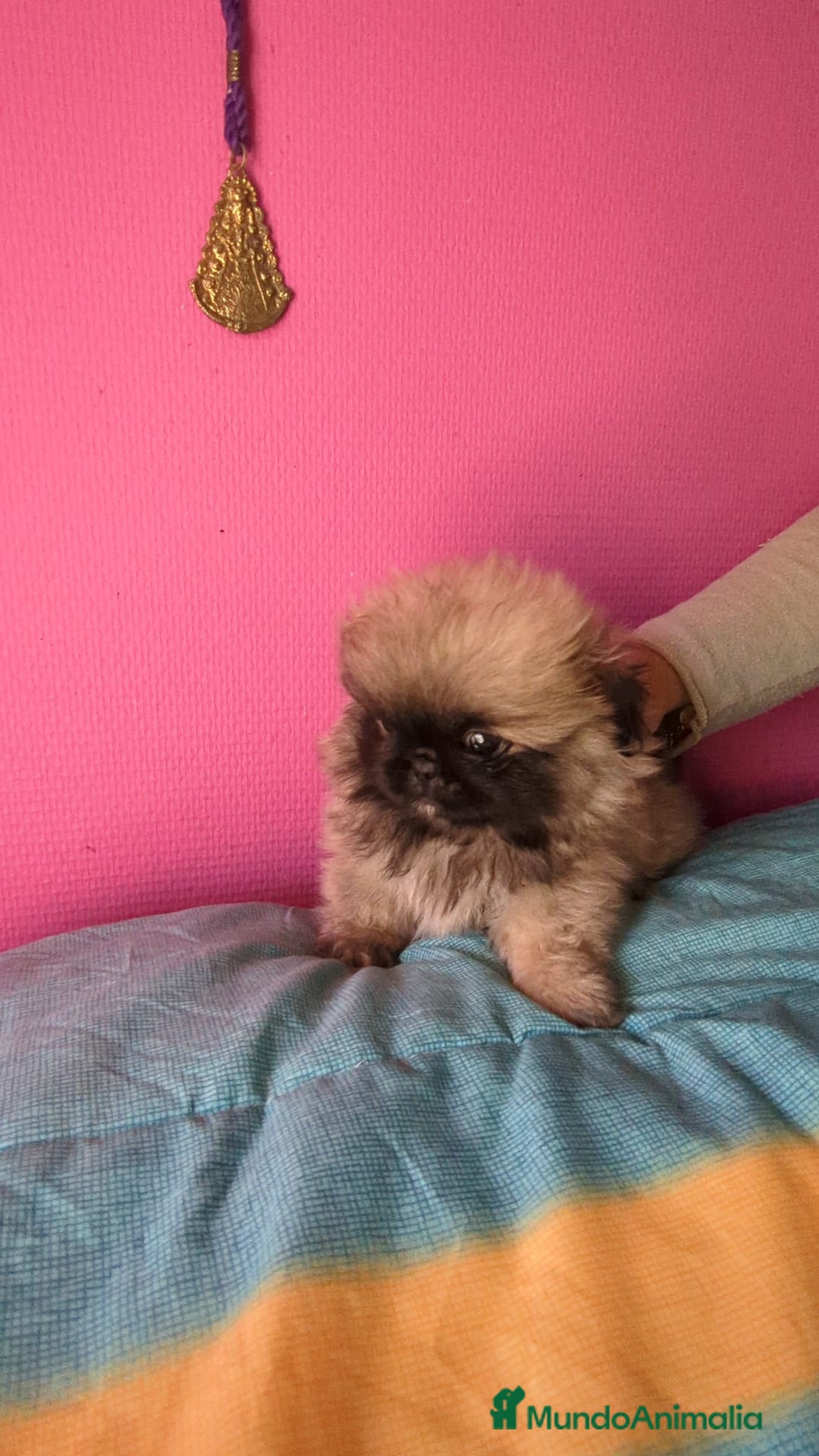 Pekinés perros en venta: Pekines imperial  - Imagen 4